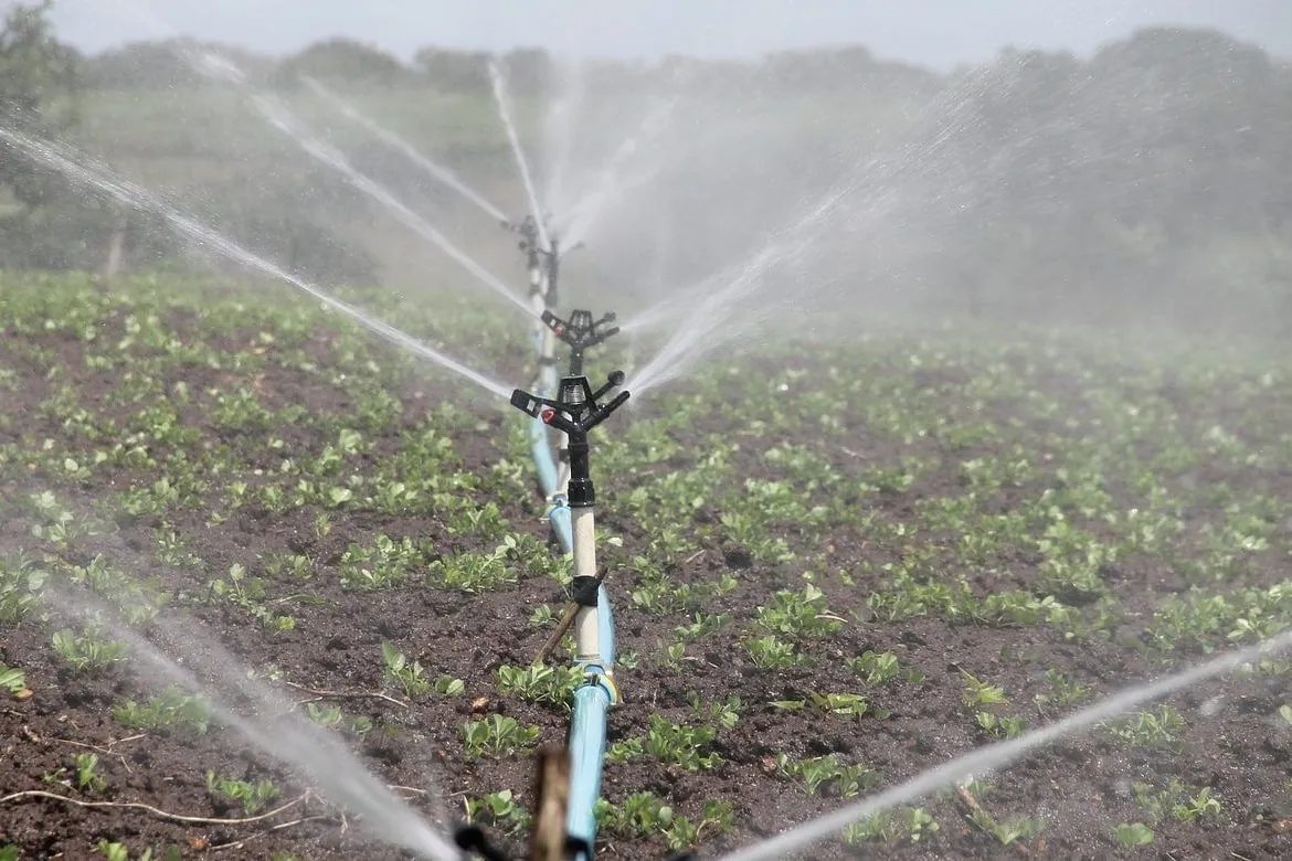 Asperseurs d’irrigation arrosant une parcelle cultivée